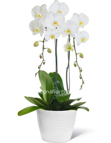orchidea bianca prima scelta con vaso di ceramica.