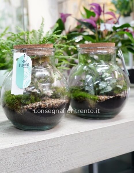terrarium