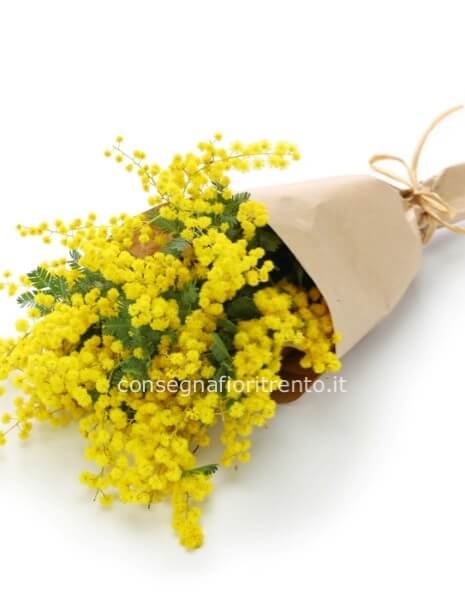 Elegante e raffinato Mazzo di fiori di mimosa