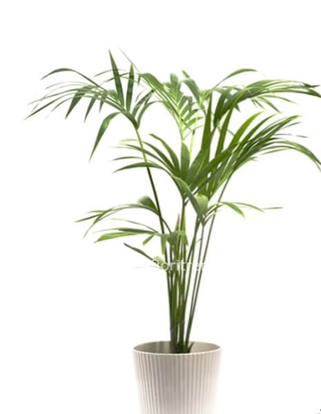Kentia: pianta ornamentale da interno per arredare casa o ufficio con vaso di ceramica