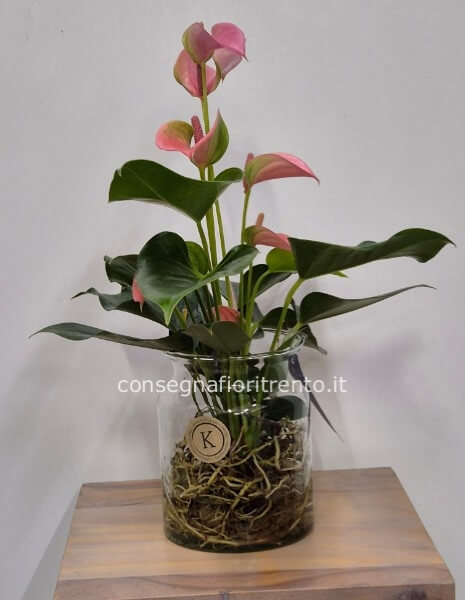 Anthurium rosa idroponica con vaso di vetro