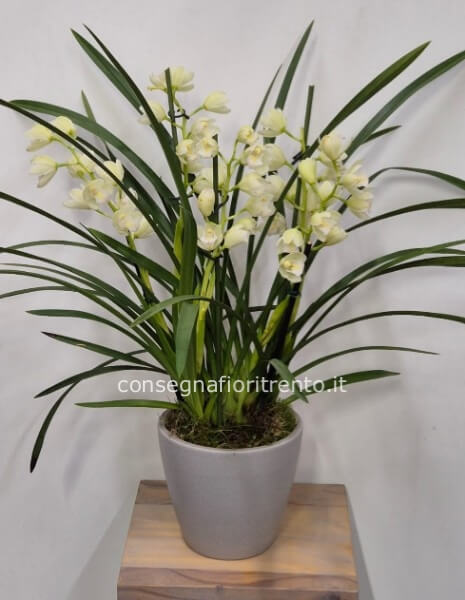 L´orchidea Cymbidium .con vaso di ceramica