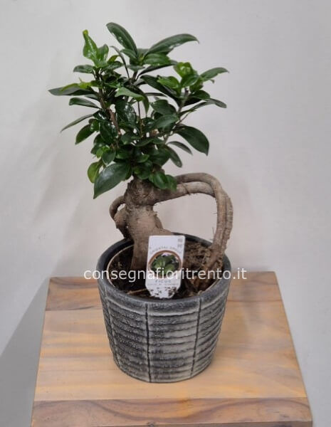 Bonsai Ficus Ginseng.con vaso di ceramica