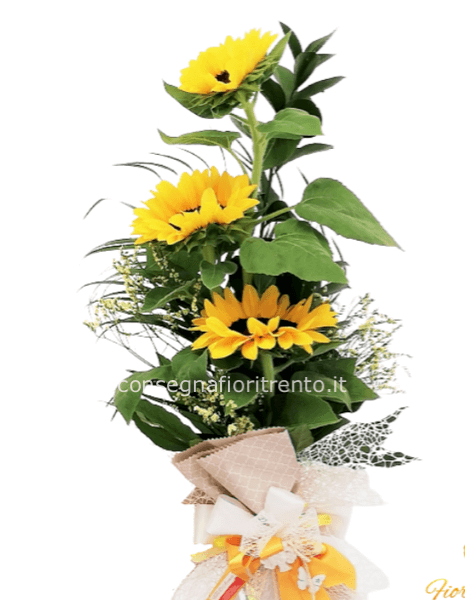 mazzo con 3 girasoli confezionati .