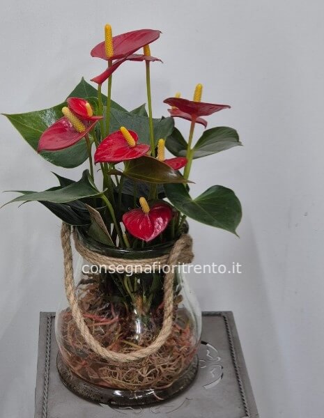 pianta di Anthurium rosso  idroponica con vaso di vetro