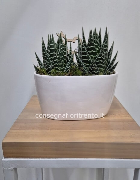 composizione piante grasse con vaso di ceramica 