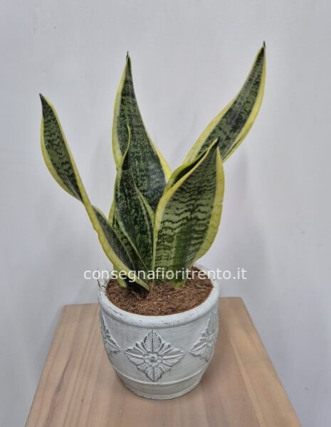 pianta di sansevieria 