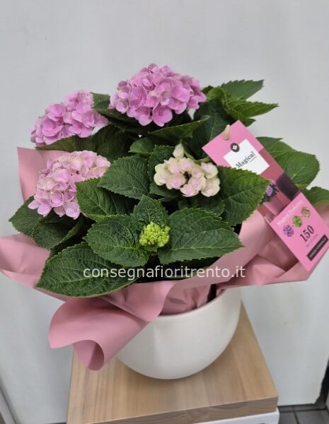 ortensia con vaso di ceramica 