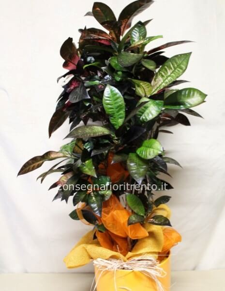Croton, pianta ornamentale