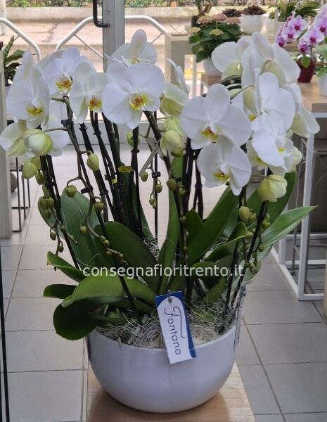 composizione Orchidea  Bianca  Con Vaso In Ceramica